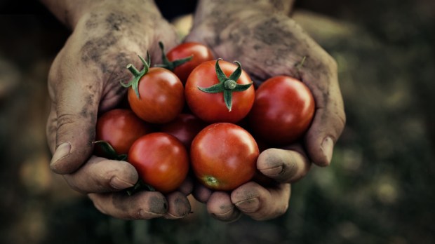 web-tomato-harvest-dirty-hands-farmer-c2a9mythjashutterstock.jpg