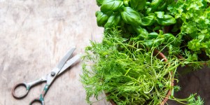 Comment faire pousser herbes et plantes aromatiques chez soi ?