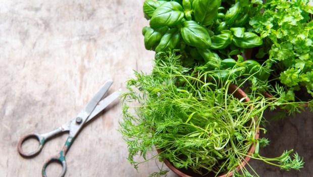 Plantes aromatiques