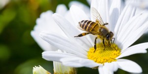 Les insectes, ces méconnus mal-aimés et menacés