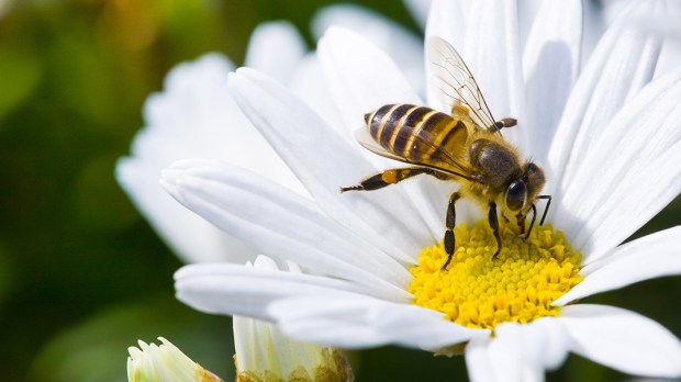 WEB3-BEE-HONEY-POLLEN-FLOWER-NATURE-INSECT-shutterstock_330159362-Shutterstock