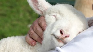 WEB3-SHEEP-SHEPHERD-HOLDING-CARRYING-SMILE-PEACE-COMFORT-shutterstock_64063342-Sue-McDonald-Shutterstock