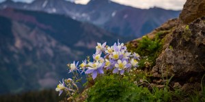 Ces plantes aux noms inspirés par la tradition catholique