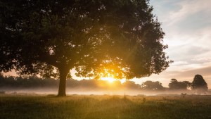 TREE SUNRISE