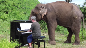 PIANO ELEPHANT