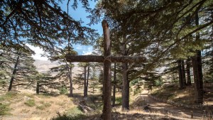 CEDARS OF LEBANON