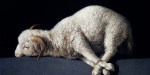 Agnus Dei - Zurbaran