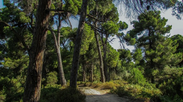 Forêt Grèce