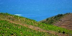 web2-vignes-vin-banyuls-flickr-17538282023_d12b353095_o.jpg