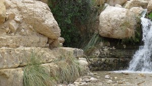 Cascades d'Ein Gedi