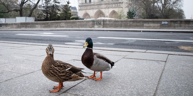 DUCKS