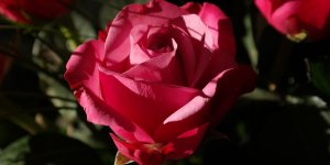Connaissez-vous la petite rose de Sainte Thérèse ?