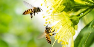 Butiner la Parole de Dieu à la manière d&rsquo;une abeille