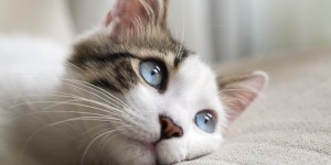 Pourquoi sainte Gertrude est considérée comme la sainte patronne des chats ?