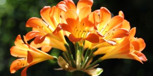 Quelles fleurs pour honorer saint Joseph ?