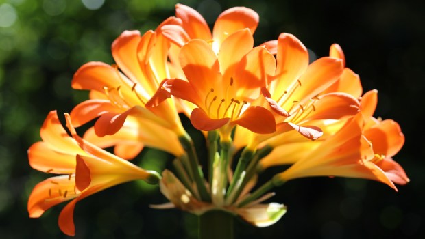 Lys du Natal,flower of st joseph