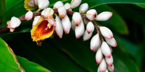 Jardinage : c&rsquo;est le moment de planter des « Larmes de la Vierge »