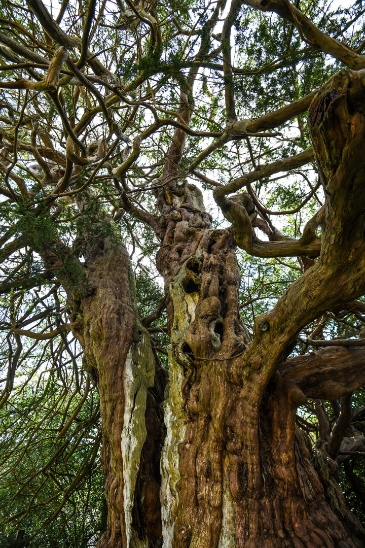 King Harold Yew Tree