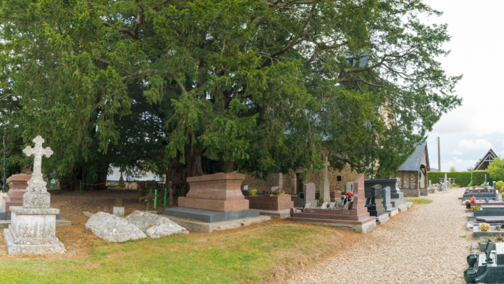 YEW-TREE-FRANCE-shutterstock_1549378928.png