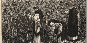 Ce que dit la viticulture monastique du lien entre Dieu et la nature