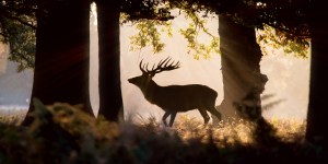 L&rsquo;humanité, l&rsquo;animal et la mort