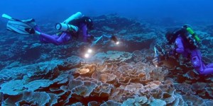Biodiversité : la découverte de récifs refuges