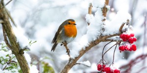 L’influence positive des oiseaux sur le moral, une bonne raison de rendre grâce pour la Création