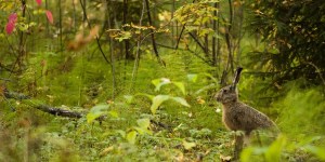 Un jour sans chasse