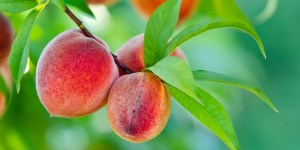 La prière porte du fruit, elle nous fait voir les choses en vérité
