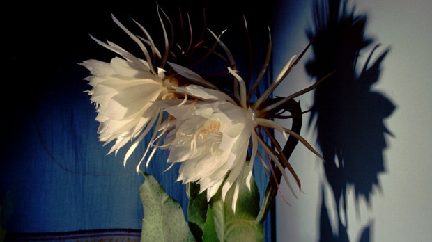 Epiphylum oxypetalum flower Shutterstock
