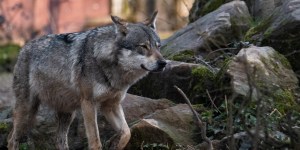 Le retour du loup, un signe de décivilisation ? 