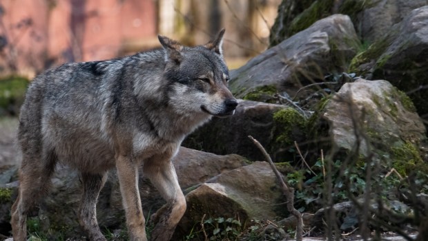 LOUP-FORET-FRANCE