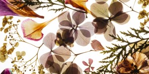 Mieux que des cartes postales, les lettres florales du père Marie-Antoine de Lavaur