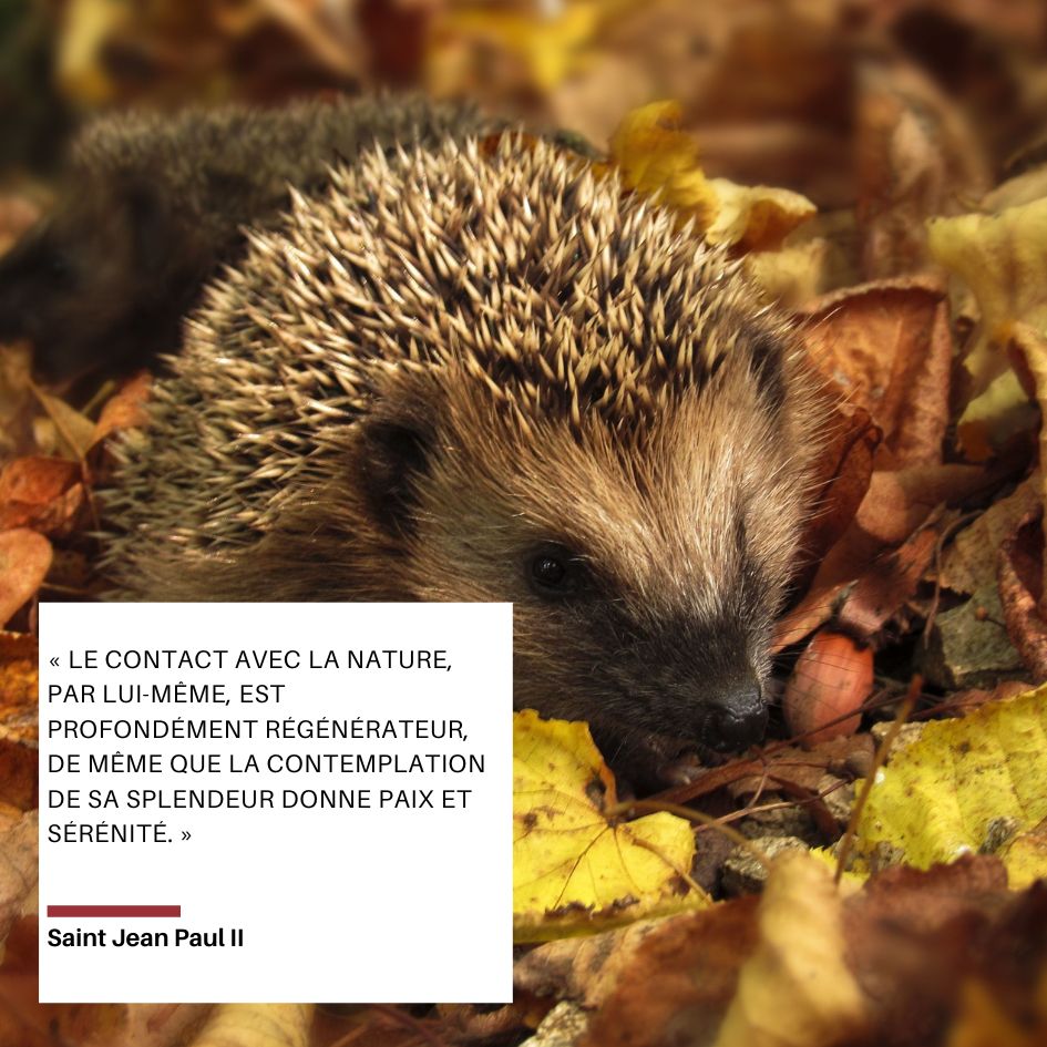 Citations des saints sur l'automne