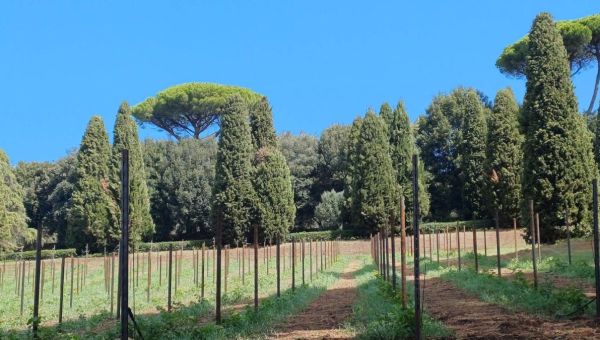 Corner Item Image - Vous reprendrez bien un verre de Laudato si’ ? Le Vatican produira son propre vin en 2027