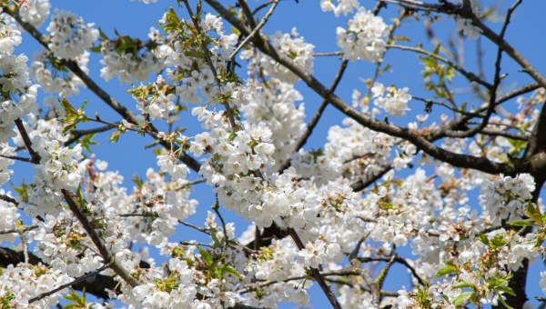 Corner Item Image - Toutes ces raisons de se réjouir au mois d’avril